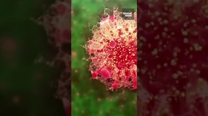 1st Canadian case of new COVID-19 BA.2.86. variant confirmed in BC - The Global Herald