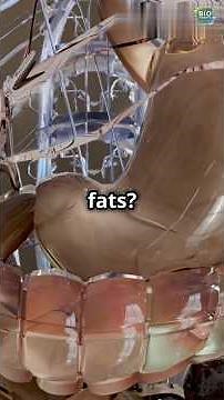 How Your Body Digest Fats