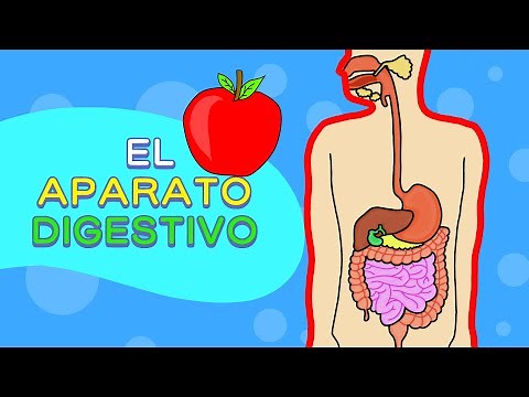 The Digestive System for Children: Explanation and Stages of Digestion. Little Ones Learn Through...