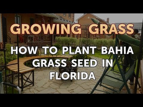 How to Plant Bahia Grass Seed in Florida