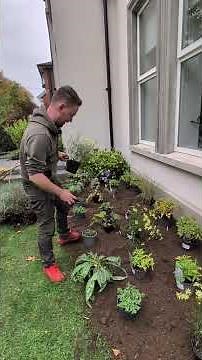 Soft yellow blooms and airy texture — Coreopsis 'Moonbeam' brings late-summer joy to any border 💛
