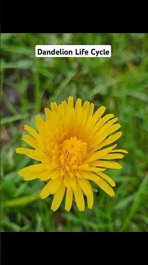 Stages of the Dandelion Life Cycle #dandelion #nature #viralshorts