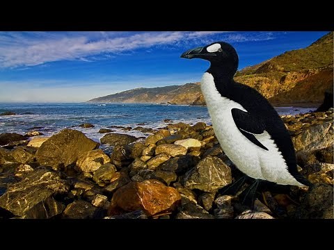 Why the Great Auks went Extinct?