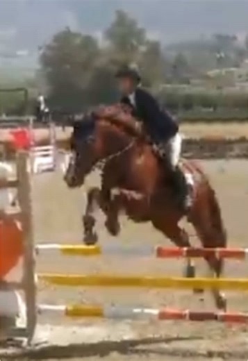 bad quality video but the chestnut boy was very excited today 😅❤️ double clear for 2nd and 1st this morning #warmblood #hunterjumper #showjumping #horse #ucalidont
