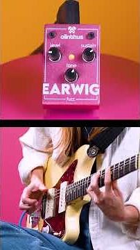 The World's Smallest Fuzz Pedal? - Olinthus Earwig Fuzz! #fuzzpedal