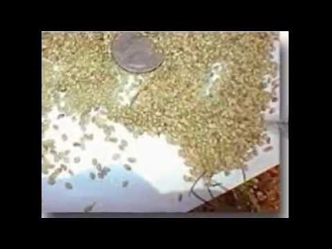 Bahia Grass: What You Should Know...