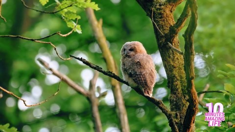 Jonge uil observeert stil terwijl hij het bos leert