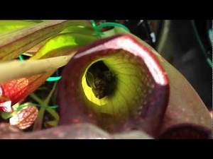 Carnivorous Plants feeding and eating lots of insects