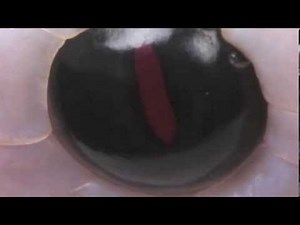 Giant snake eats women ep.39