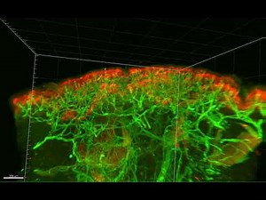 3D visualization of skin vascular network and epidermal stem cells｜Shiseido