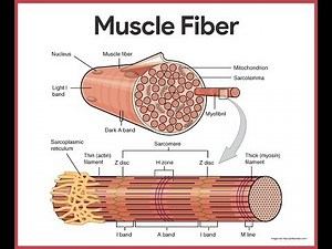 Muscular System Anatomy Review