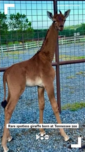 Rare spotless giraffe born at Tennessee zoo