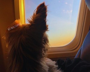 Dog on a 10  hour Flight: What to Expect (2025) - Wet Nose Escapades