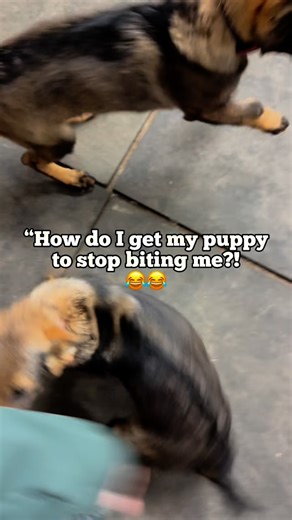 How do I get my puppy to stop biting me?? 😂😂 | Black Kraken K9