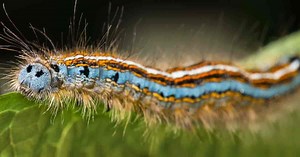 Tent Caterpillar: Identifying And Getting Rid Of Tent Caterpillars [DETAILS]