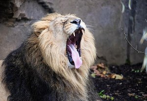 How to train a lion | London Zoo