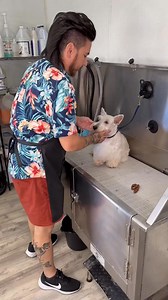 621K views · 6.4K reactions | What level are you at? What’s the grossest thing you have had to do as a groomer? If you’re looking for new scissors check out Utsumi and get a 10% discount with my code Nathan. If you’re looking for clippers check out Andis and use my code Nathan. #andisgrooming #utsumigrooming #cuddlesapp | Nathan Austin | Facebook