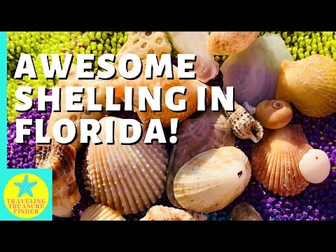Shelling adventure in Clearwater Beach, Florida | Tons of shells and tips for fun hunting!