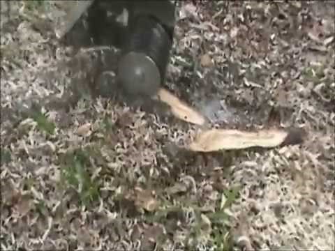 Tree Root Removal