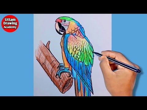 Macaw Parrot Drawing with Colour Pencil | Easy & Beautiful Bird Art for Beginners