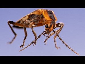 Macro focus stacking - step-by-step guide for PS and Zerene Stacker