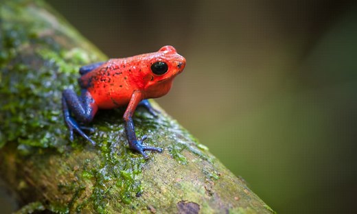 5 Things poison dart frog like to eat (Diet & Facts)