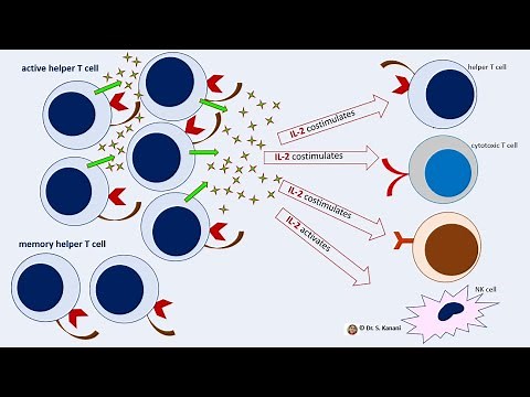 Activation and Proliferation of Helper T Cells and Release of Cytokines