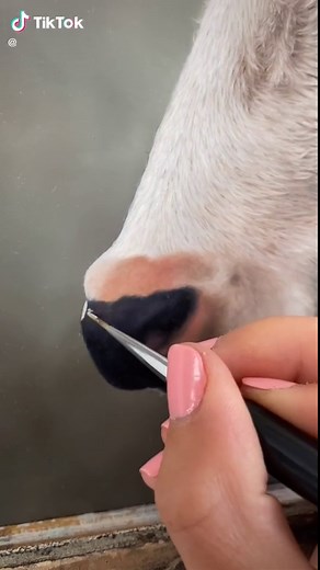 Cow Painting Tutorial: Step-by-Step Guide