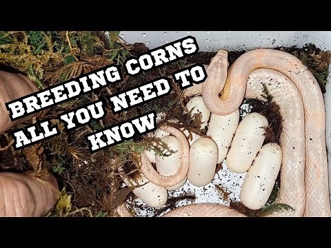 BREEDING CORN SNAKES (HOW TO)