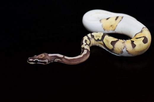Ball Python Feeding: Chart by Size, Diet, and Things to Avoid