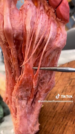 Human Foot Muscles: Anatomy Breakdown