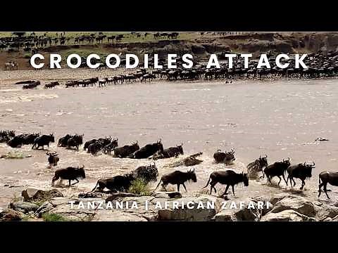 Crocodiles Attack: Mara River Migration