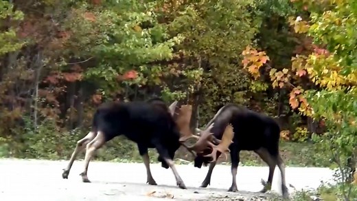 Now that's something you don't see every day. Denis Levesque stumbled upon two bull moose fighting on a road in the woods of northern New Brunswick. Read more: http://cbc.ca/1.4851404 | Follow us: www.cbc.ca/nb