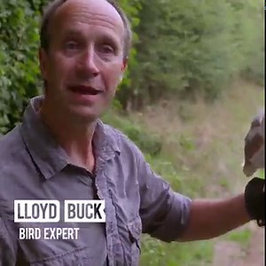 It's remarkable how owls can use their hearing to catch prey! 🦉 | Discovery Channel UK