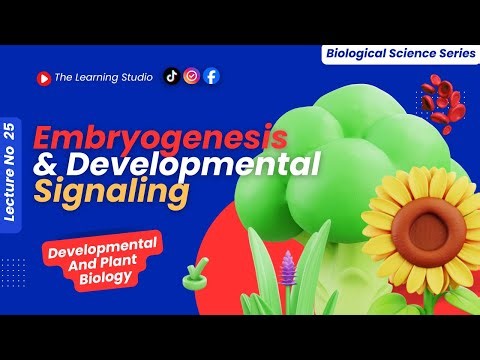 Embryogenesis & Developmental Signaling | Early Development, Cell Fate & Pattern Formation | Lec 25