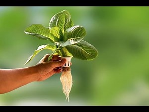 How To Design A Profitable Hydroponic Farm | Step By Step Guide