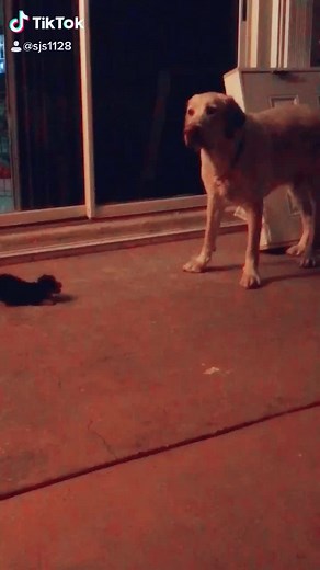 Playful Yorkie-Labrador Mix: A Fun Video of Puppy Shenanigans