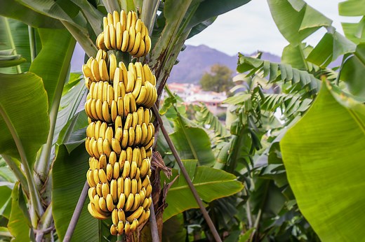 When and how do bananas reproduce? All your questions answered
