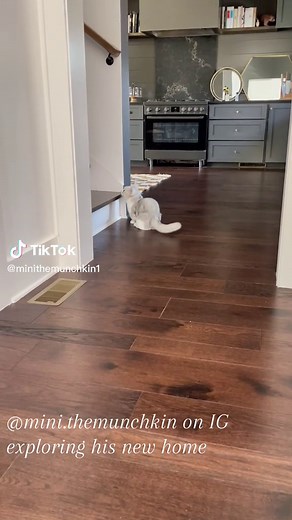 Mini the Munchkin on TikTok