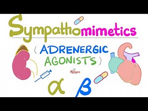 Sympathomimetics (Adrenergic Agonists)—Epinephrine, Norepinephrine - Alpha & Beta Receptors