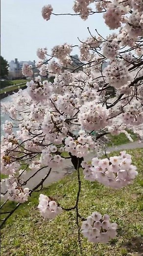 2026 Cherry blossom report - Hakodate April 22, 2026