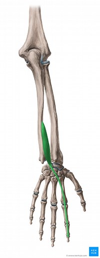 Extensor indicis muscle