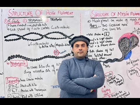 Structure of Actin and Myosin filaments | 2nd Year Biology | LEC Sir Sajjad Khan |