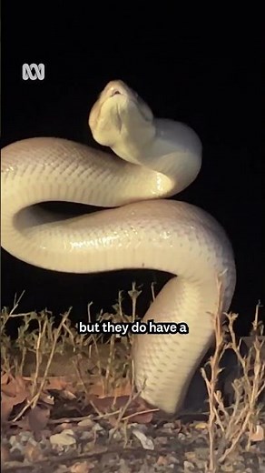 Olive python saved from traffic #Science #Snakes #NorthernTerritory #Shorts