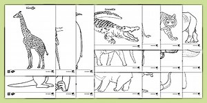 Zoo Animals Colouring Pages