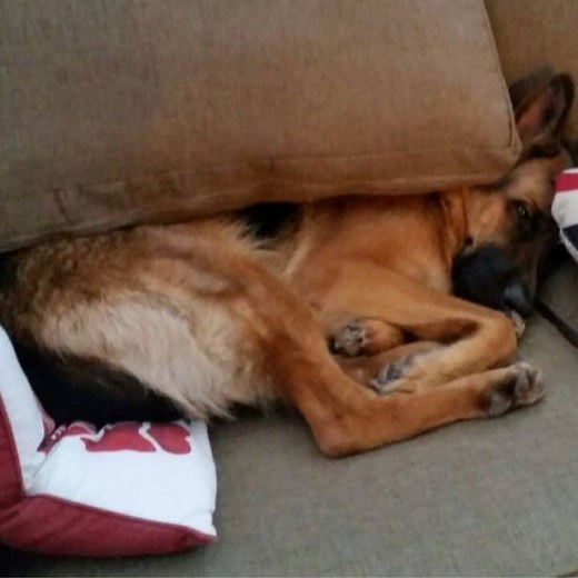 When will German Shepherd First Heat and Cycle