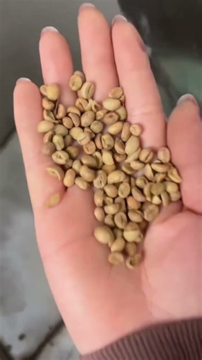 ☕ Large Coffee Bean Vibrating Screen Grader Machine | Efficient & Precise Coffee Bean Sorting