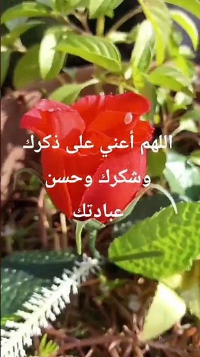 القرٱن الكريم نور للصدور بسم الله الرحمن الرحيم #nature #تيك_توك #اكسبلور #المصحف #القزابري #القرٱن