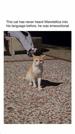 Some songs… even cats can feel them. #shorts