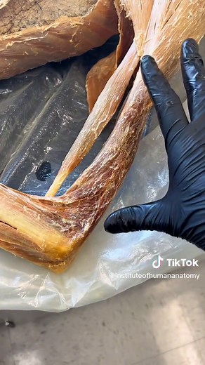 Rehydrating Dry Tissue in Cadaver Lab: A Detailed Process